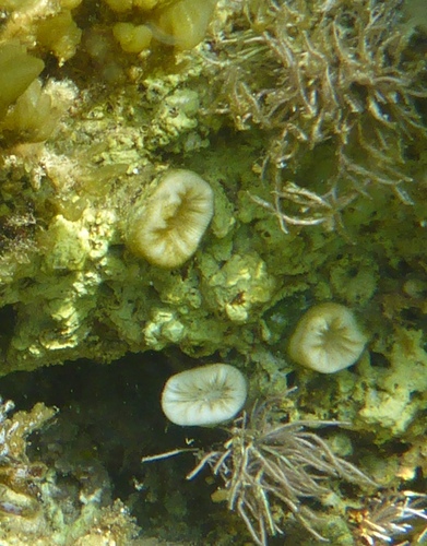 Pig-tooth Coral, Akrotiri, Akrotiri and Dhekelia, photo 6 of 10