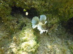 Padina pavonica