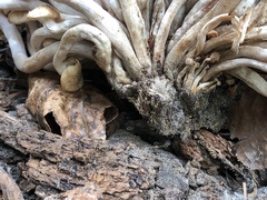 Desarmillaria caespitosa image