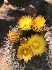 Ferocactus herrerae