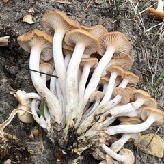 Desarmillaria caespitosa image