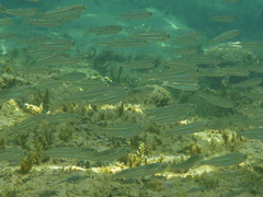Red Sea Hardyhead Silverside photo 4