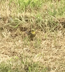 Emberiza citrinella caliginosa