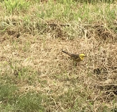 Emberiza citrinella caliginosa