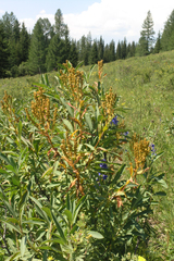 Siberian Spirea (Sibiraea laevigata)