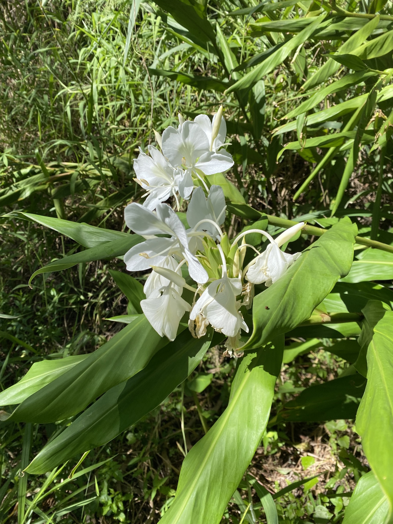Hedychium coronarium