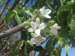 Cnidoscolus tubulosus
