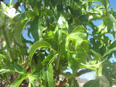 Cnidoscolus tubulosus