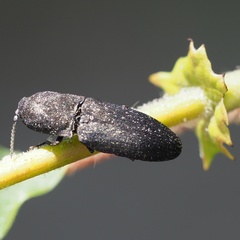 Lacon punctatus