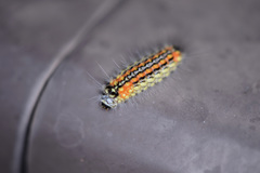 Zygaenoidea