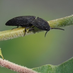 Lacon punctatus