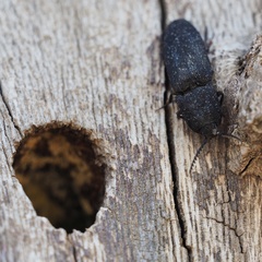 Lacon punctatus