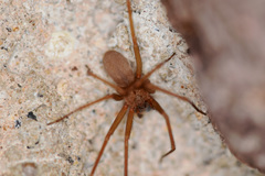 Loxosceles reclusa