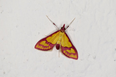 Choristostigma perpulchralis