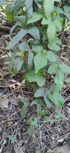Image of Aristolochia pentandra by (c) Liliana Ramírez-Freire, some rights reserved (CC BY)
