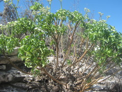 Cnidoscolus tubulosus