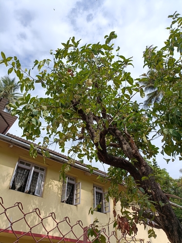 Syzygium samarangense
