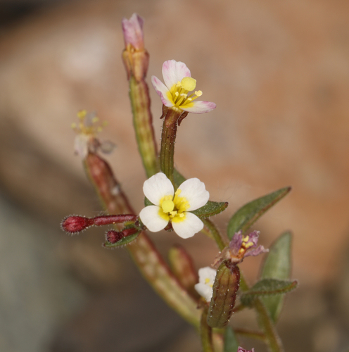 Chylismiella pterosperma