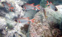 Myripristis violacea