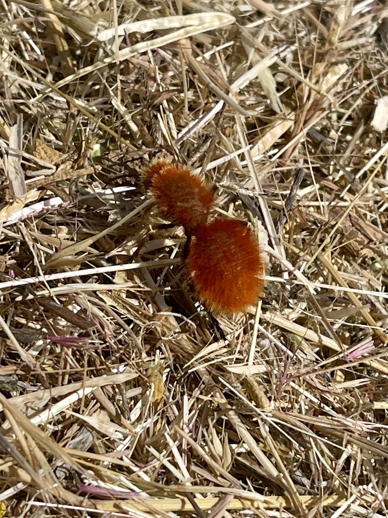 Magnificent Velvet Ant