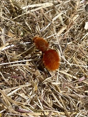 Magnificent Velvet Ant