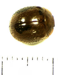 Dicranosterna semipunctata