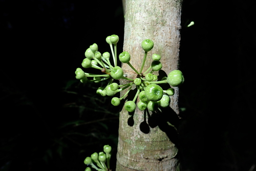 Ficus botryocarpa observed 2023-04-28