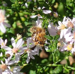 Apis mellifera