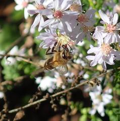 Apis mellifera