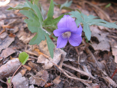 Image of Viola subsinuata by no rights reserved