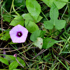 Ipomoea triloba