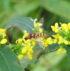 Allograpta obliqua
