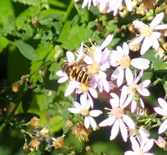 Eristalis transversa