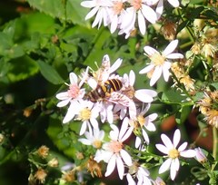 Eristalis transversa