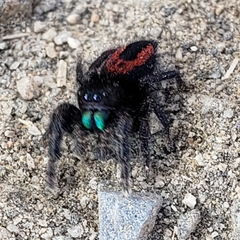 Phidippus johnsoni