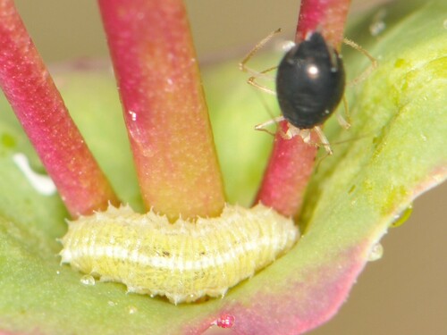 White-bowed Smoothwing photo 5