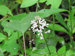 Iodanthus pinnatifidus