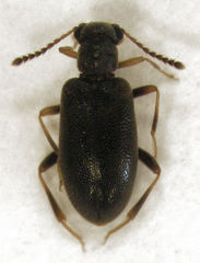 Zenascus obscurus