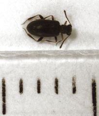 Zenascus obscurus