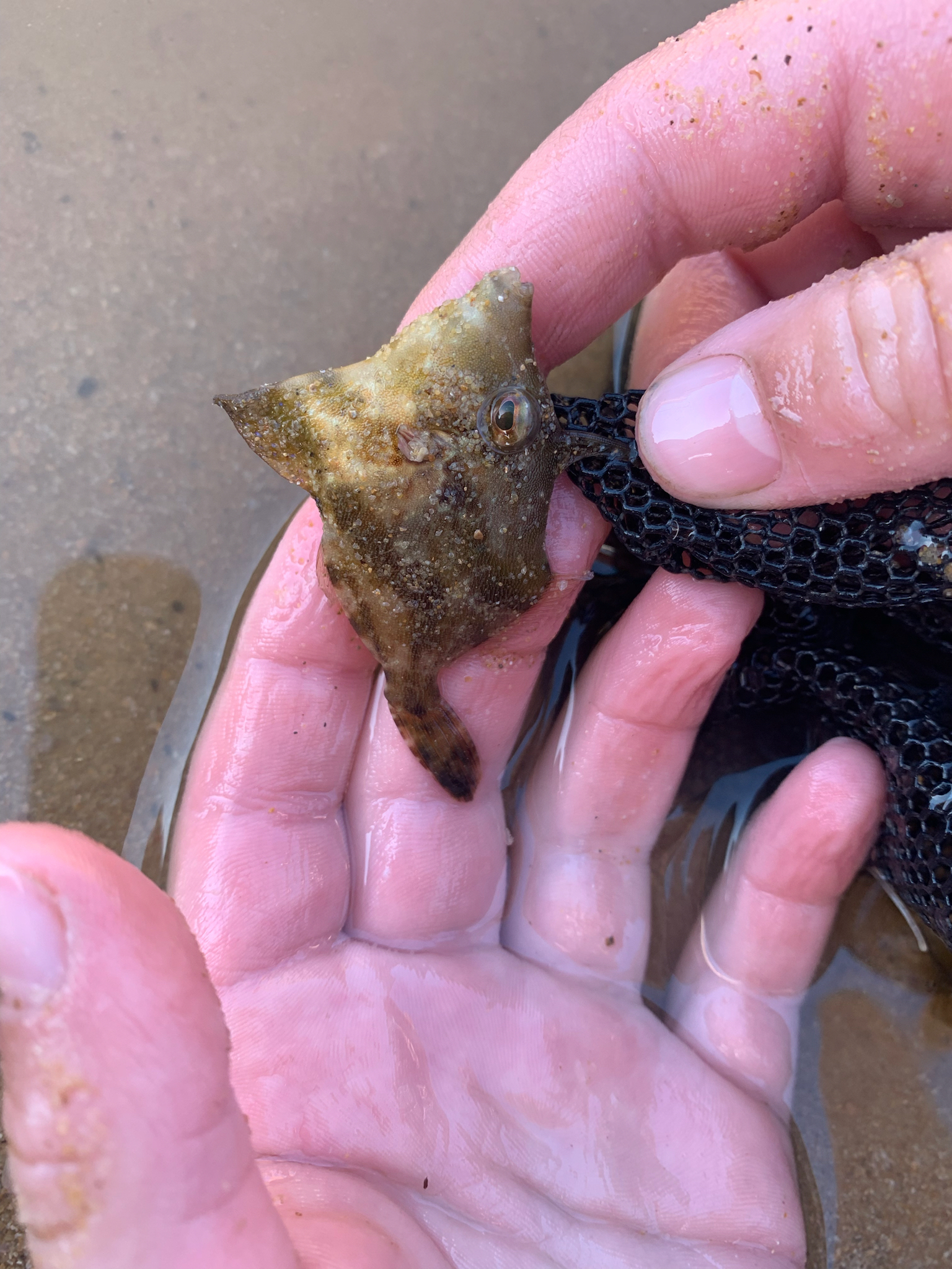 Dusky Leatherjacket photo 4