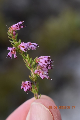 Erica labialis Salisb.