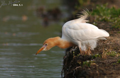 Bubulcus ibis coromandus
