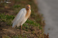 Bubulcus ibis coromandus