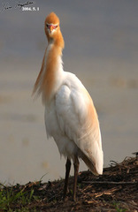 Bubulcus ibis coromandus