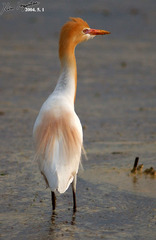 Bubulcus ibis coromandus