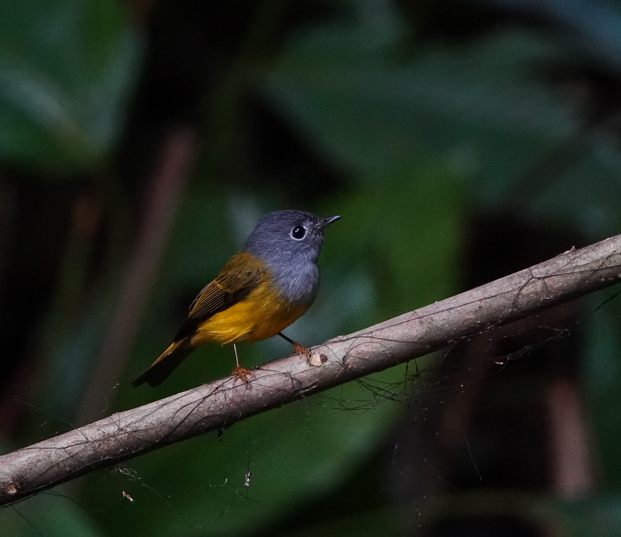 Grey-headed Canary-Flycatcher (Culicicapa ceylonensis)