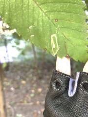 Stigmella apicialbella