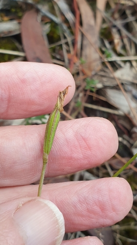 Image of Eriochilus collinus by (c) Rosalie Lawrence, some rights reserved (CC BY)