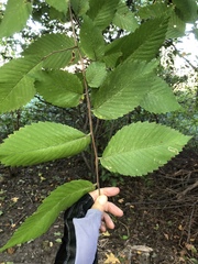 Stigmella apicialbella
