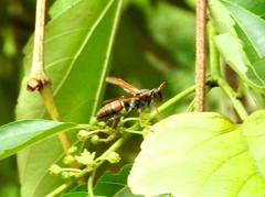 Polistes pacificus